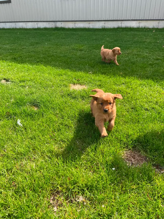 Red Retriever Puppies - Photo 6