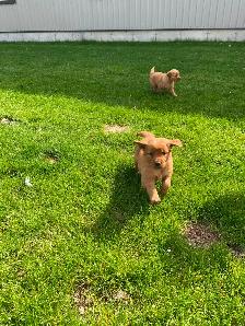 Red Retriever Puppies - Photo 6