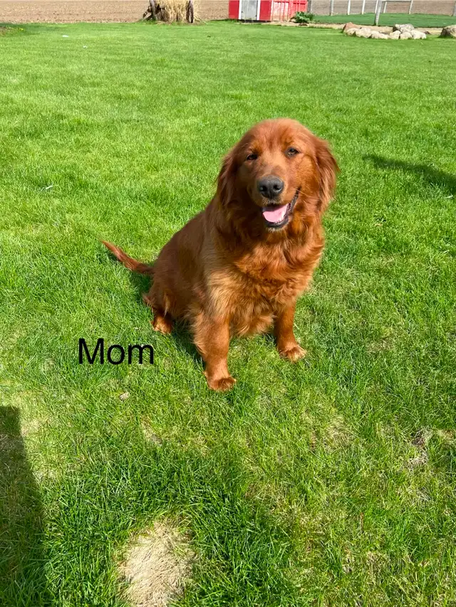 Red Retriever Puppies - Photo 7