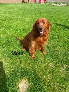 Red Retriever Puppies - Photo 7