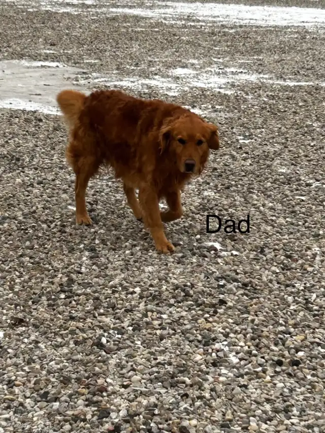 Red Retriever Puppies - Photo 8