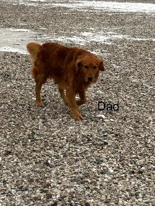 Red Retriever Puppies - Photo 8