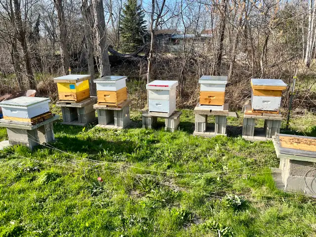 Over wintered bee hives
