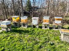 Over wintered bee hives