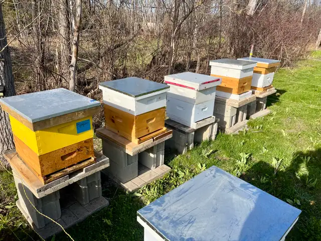 Over wintered bee hives - Photo 2