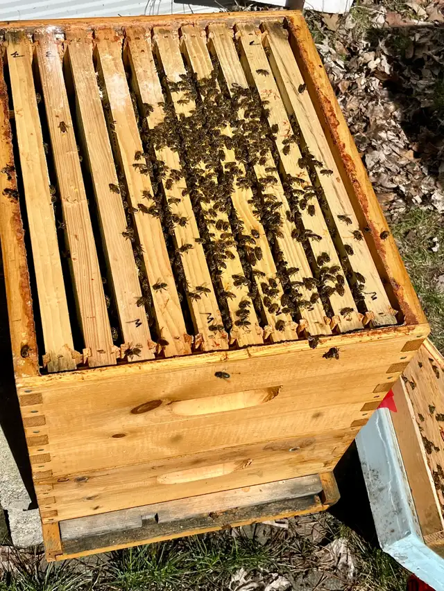 Over wintered bee hives - Photo 3