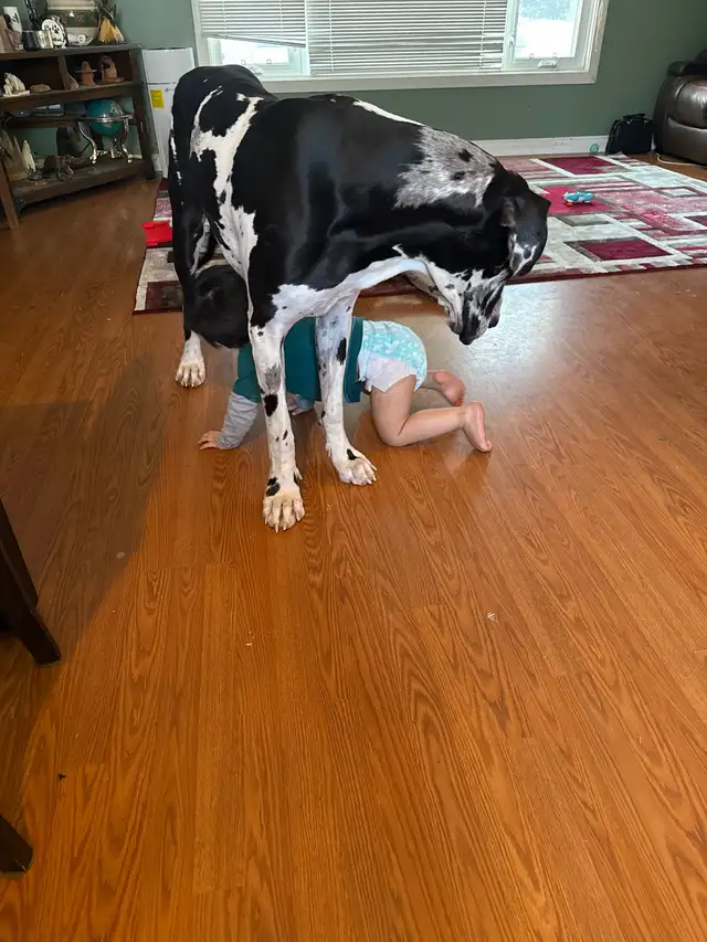 Female Danes for Rehoming