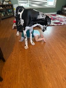 Female Danes for Rehoming