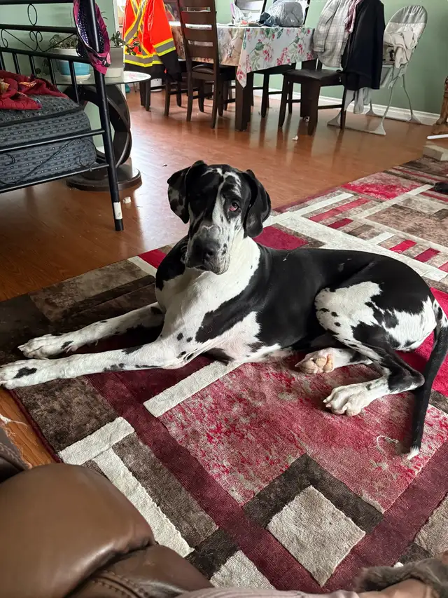 Female Danes for Rehoming - Photo 2