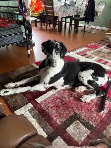 Female Danes for Rehoming - Photo 2