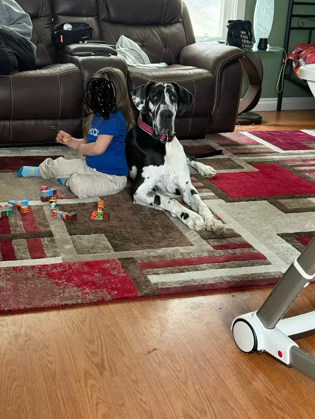 Female Danes for Rehoming - Photo 3