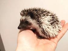 ♥Zelda s&p snowflake pinto