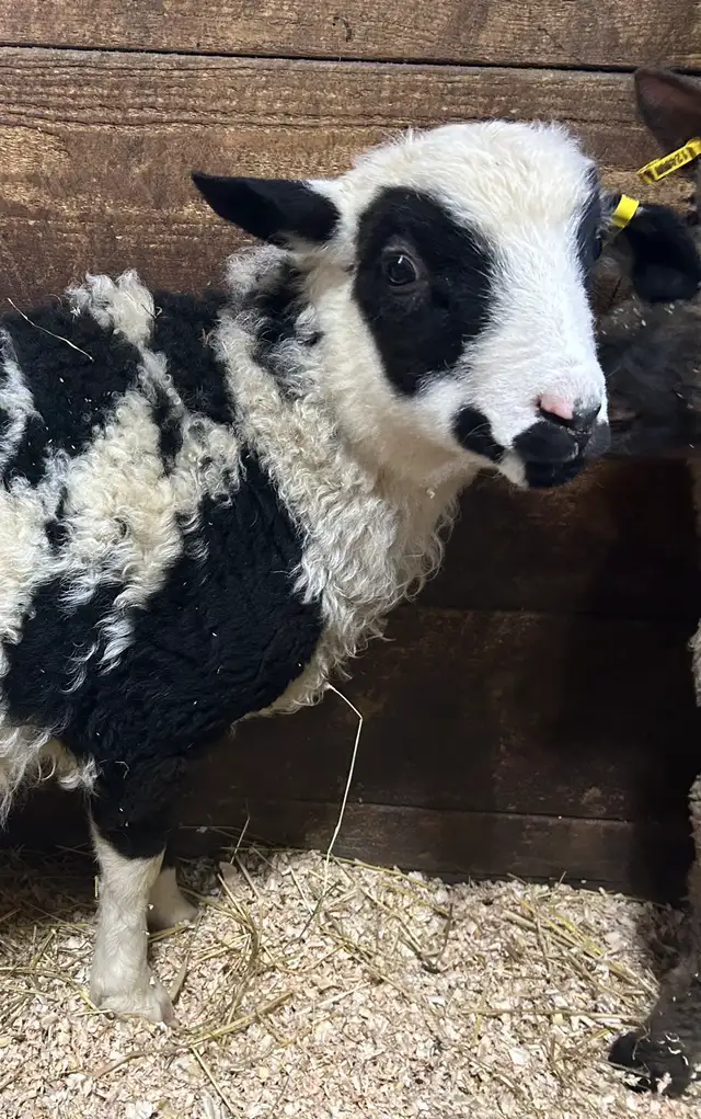 Sheep.  Colourful Ram Lamb for sale.