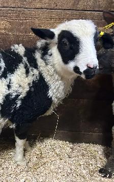 Sheep.  Colourful Ram Lamb for sale.