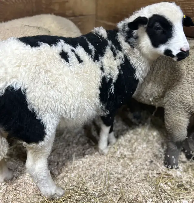 Sheep.  Colourful Ram Lamb for sale. - Photo 2