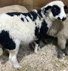 Sheep.  Colourful Ram Lamb for sale. - Photo 2
