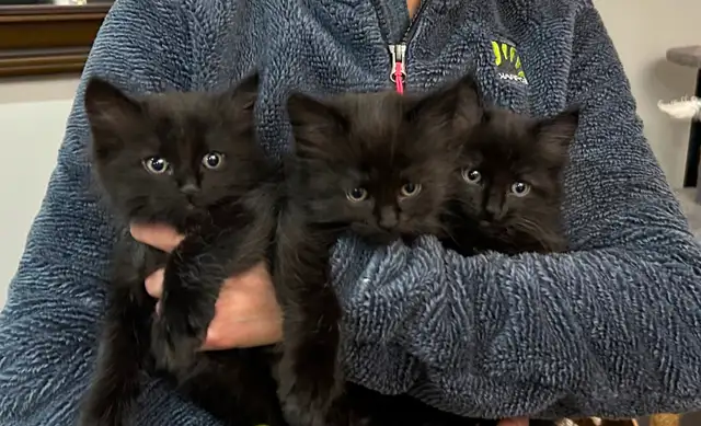 Adorables chatons
