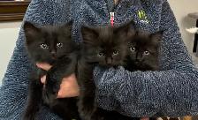 Adorables chatons