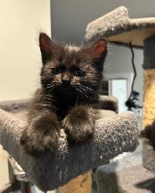 Adorables chatons - Photo 2