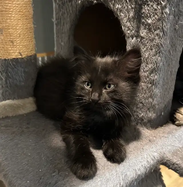 Adorables chatons - Photo 3