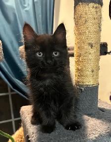 Adorables chatons - Photo 4