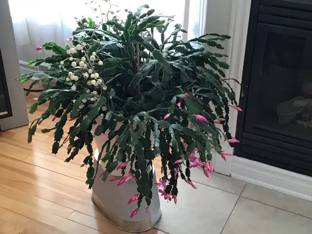 Plantes naturelles intérieur extérieur