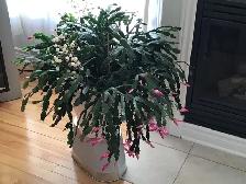 Plantes naturelles intérieur extérieur