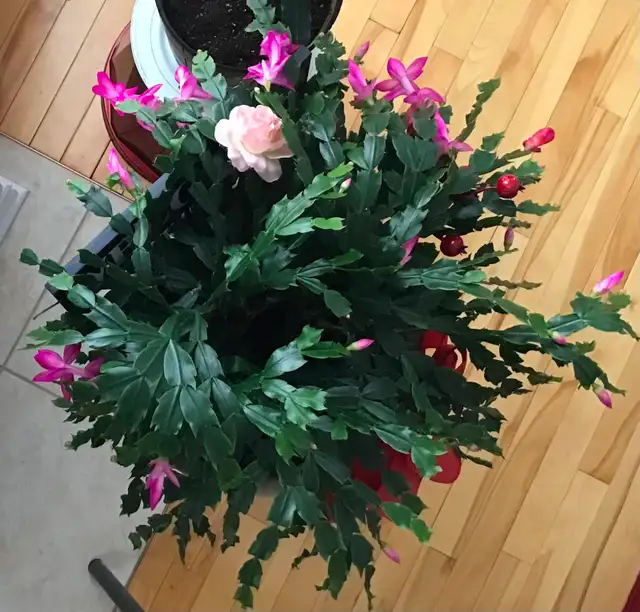 Plantes naturelles intérieur extérieur - Photo 2