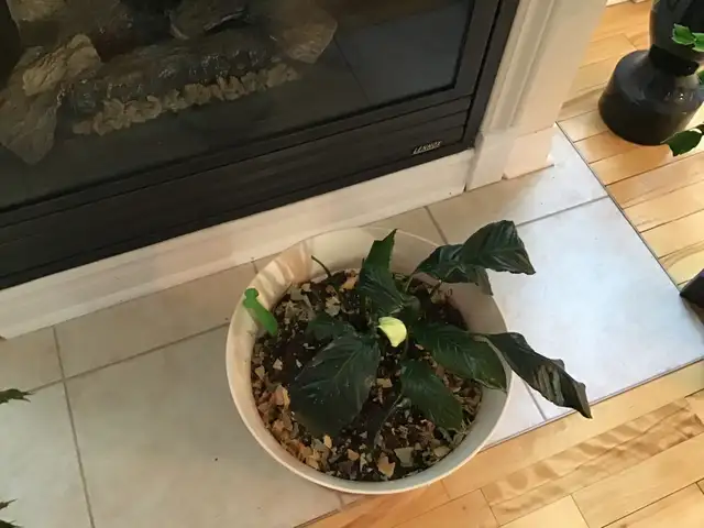 Plantes naturelles intérieur extérieur - Photo 3