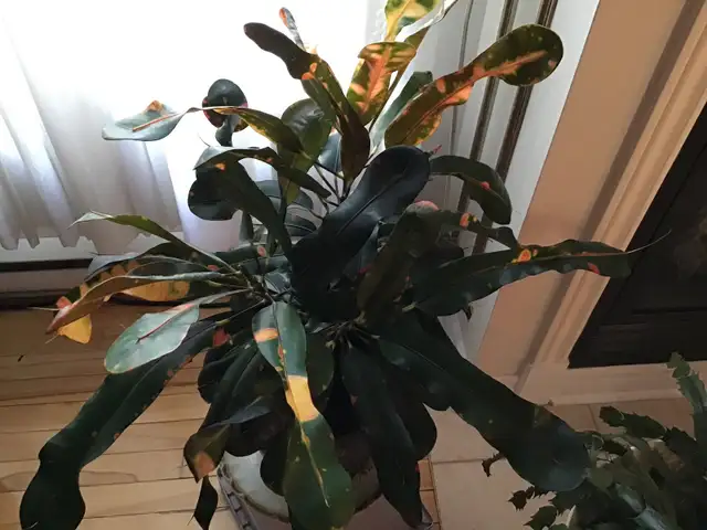 Plantes naturelles intérieur extérieur - Photo 4