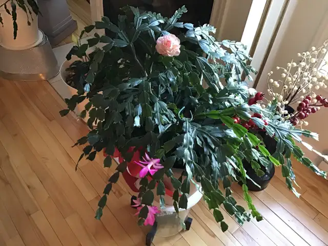 Plantes naturelles intérieur extérieur - Photo 5