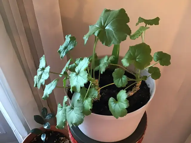 Plantes naturelles intérieur extérieur - Photo 6