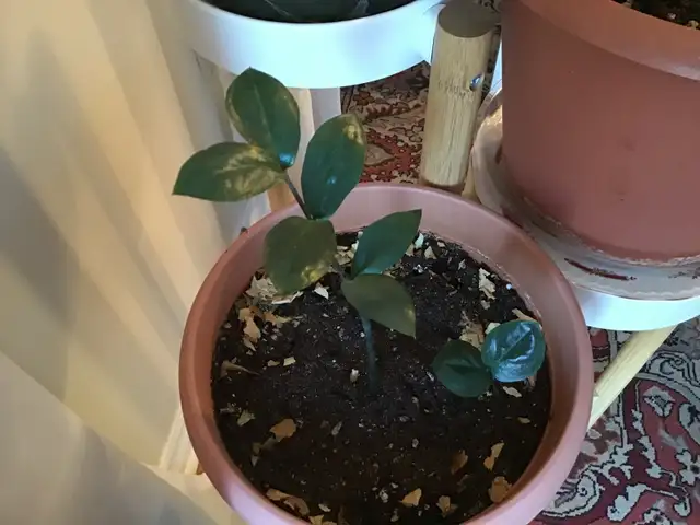 Plantes naturelles intérieur extérieur - Photo 7