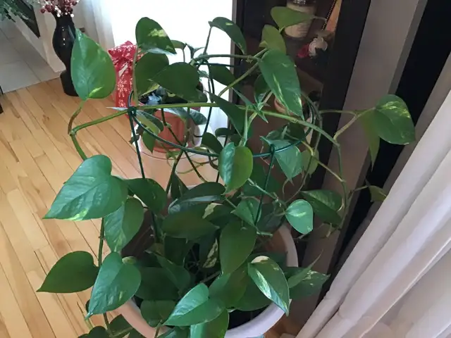 Plantes naturelles intérieur extérieur - Photo 8