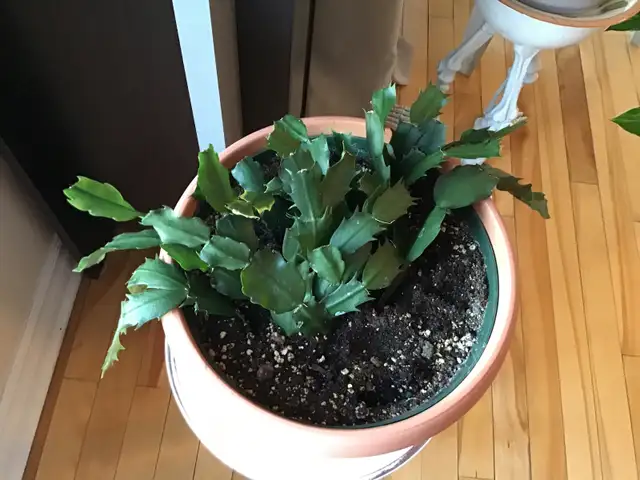 Plantes naturelles intérieur extérieur - Photo 9