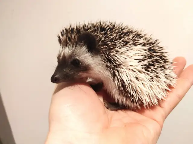 ♥Zelda s&p snowflake pinto!