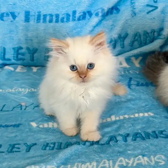 Himalayan Kittens