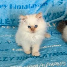 Himalayan Kittens