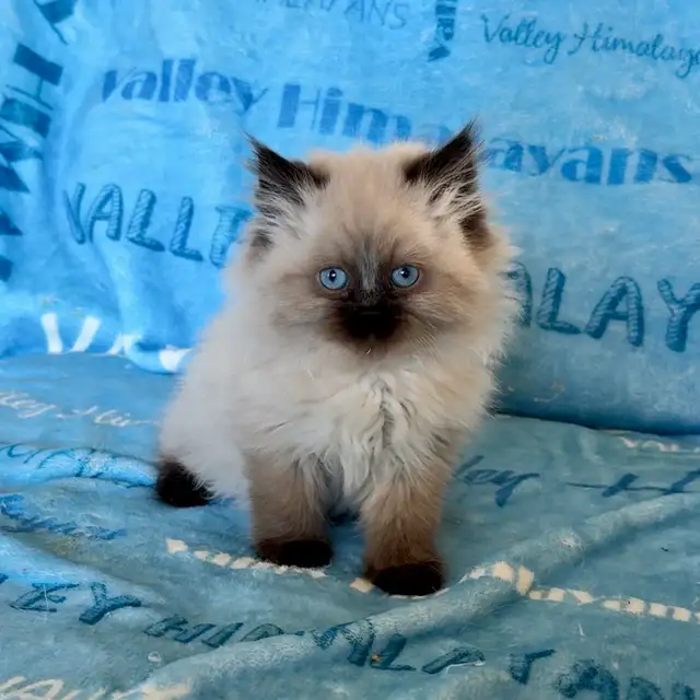 Himalayan Kittens - Photo 2