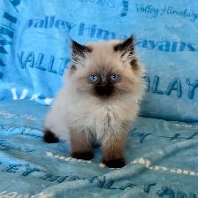 Himalayan Kittens - Photo 2