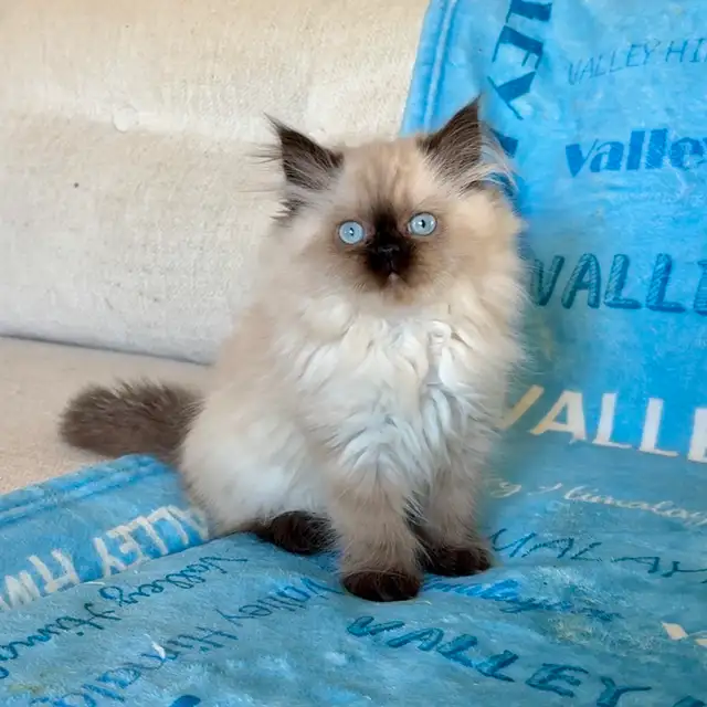 Himalayan Kittens - Photo 4
