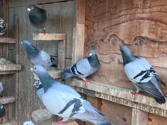 Good Quality Racing pigeons