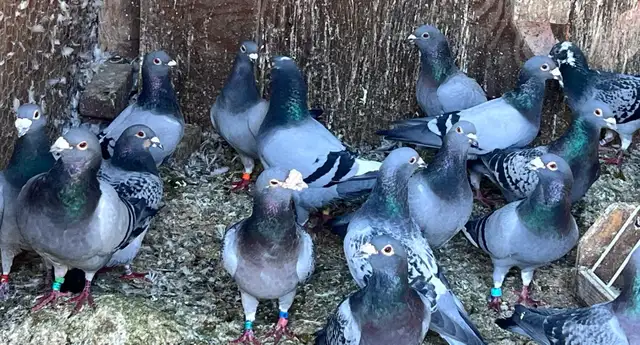 Good Quality Racing pigeons - Photo 2