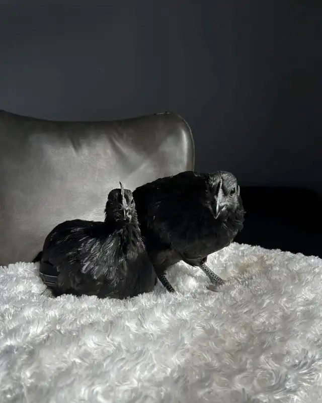 AYAM CEMANI HEN