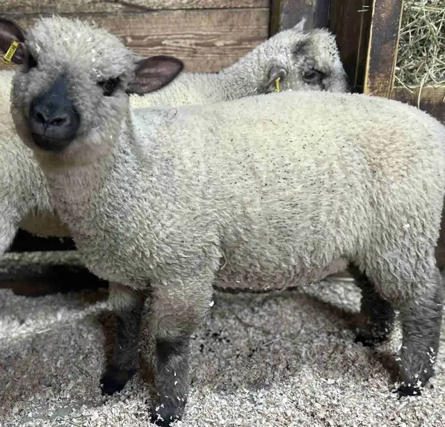 Sheep.  2 Ewe lambs for sale.