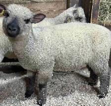 Sheep.  2 Ewe lambs for sale.