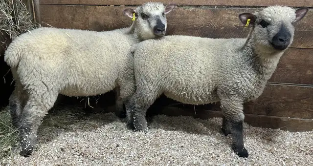 Sheep.  2 Ewe lambs for sale. - Photo 2