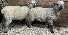 Sheep.  2 Ewe lambs for sale. - Photo 2