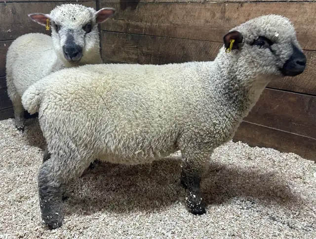 Sheep.  2 Ewe lambs for sale. - Photo 3