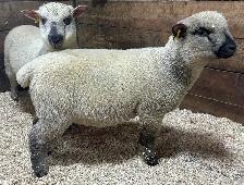 Sheep.  2 Ewe lambs for sale. - Photo 3